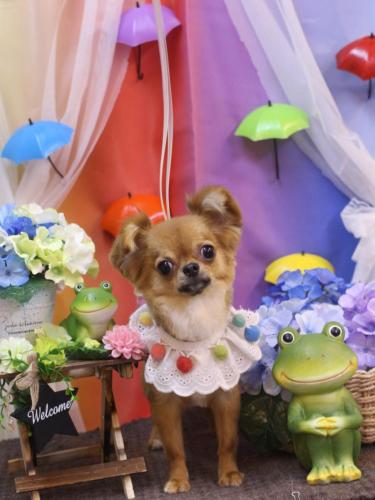 20230613ポン太くん